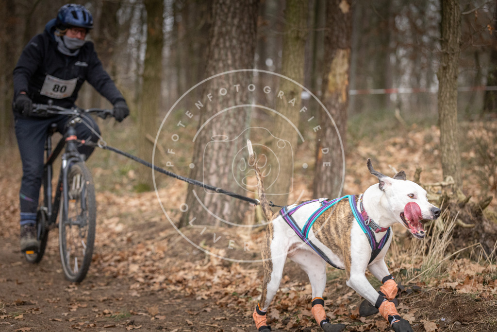 Pfotenfotografie_DV3A5690 | Hundefotografie, Tierfotograf, Pfotenfotografie, Fotoshooting Hund, Hunde Portrait, Hundesport, Hundeportraits, Heideshooting, Hunde, Sportfotograf, Hundefotograf, Turnierhundsport, THS,  - Realisiert mit Pictrs.com