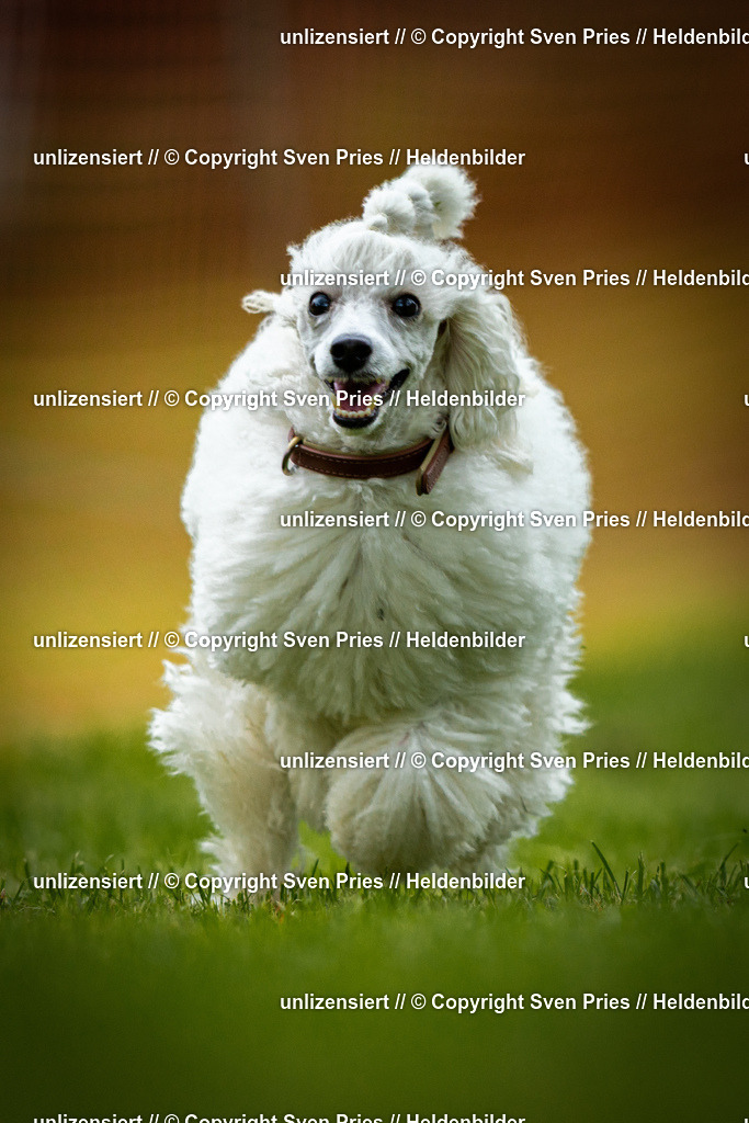 Sven Pries | 2025-09-21 - Hunderennen Baden-Oos - Realisiert mit Pictrs.com