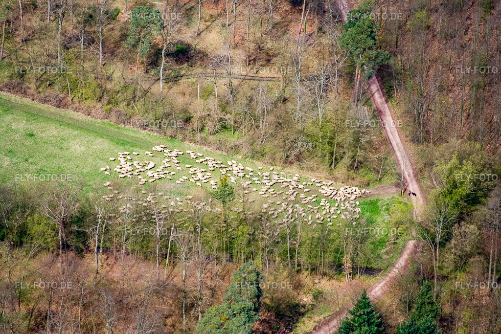 Schafherde in Waldlichtung | Luftbild: Schafherde in Waldlichtung in Kandel im Bundesland Rheinland-Pfalz in Deutschland. Foto: IMG_10276.jpg vom 08.04.2008 durch Werner Riehm/FLY-FOTO.de - Realisiert mit Pictrs.com
