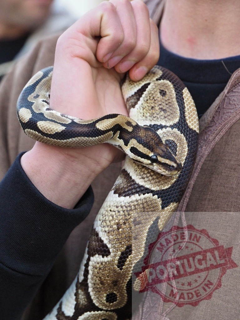 Person holding ball python snake in hand | Person gently holding a detailed ball python snake, showing its patterned skin close up - Realisiert mit Pictrs.com