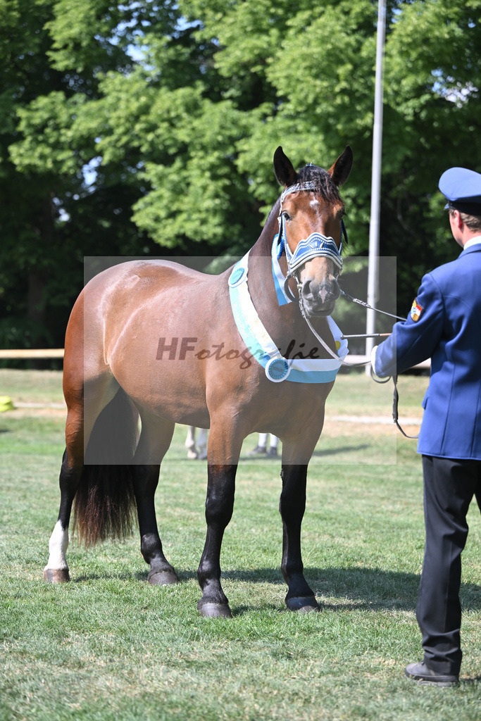 Kat-Nr. 50 Nockerl_HLG Schwaiganger_20231314 | hf-fotografie - Realisiert mit Pictrs.com