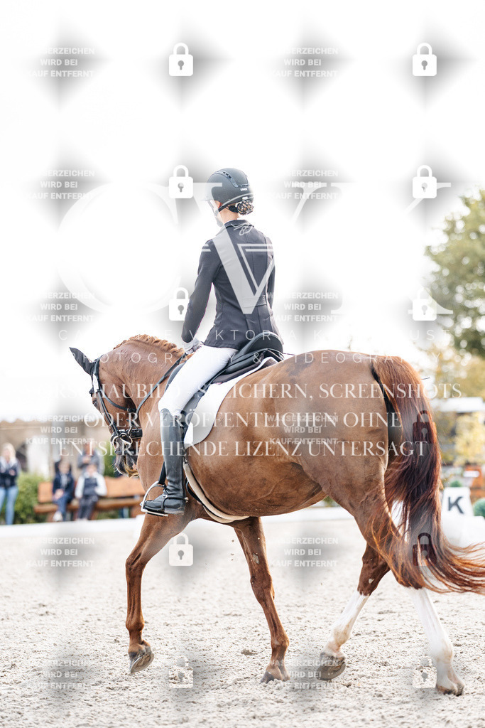 CK900592 | Turnierfotografie Pferdefotografie Trier Rheinland-Pfalz Pferdesport Reitsport Tierfotografie Sportfotografie Pferdevideo Pferdevideografie Equestrianvideography equestrianphotography  - Realisiert mit Pictrs.com