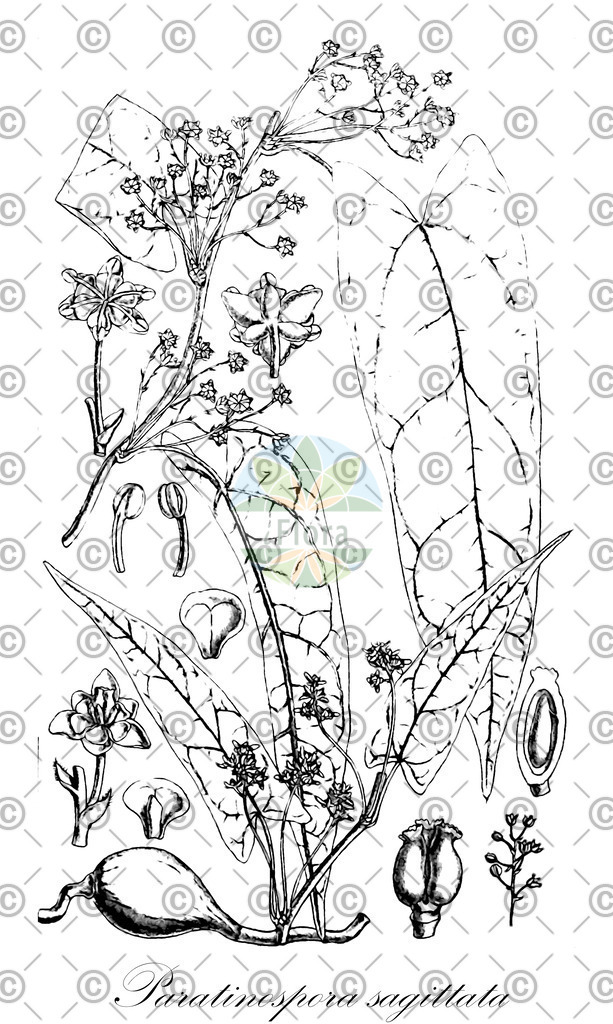 HistAbb_EMP_109683_1_FloraD_Simple | Historische Abbildung von Paratinospora sagittata - Menispermaceae | Historical Illustration of Paratinospora sagittata - Menispermaceae