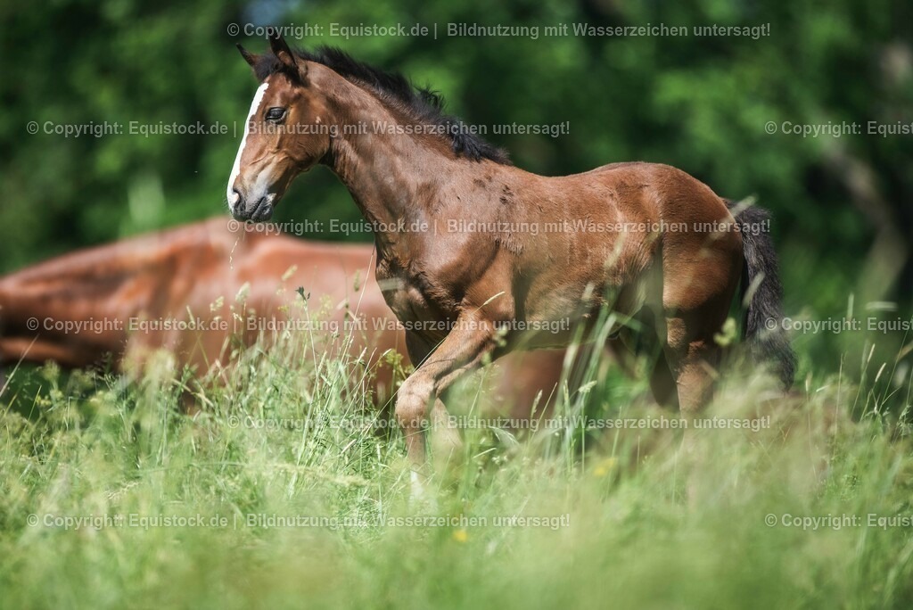 20210617_Fohlen_0101 | Foto: Thomas Hartig