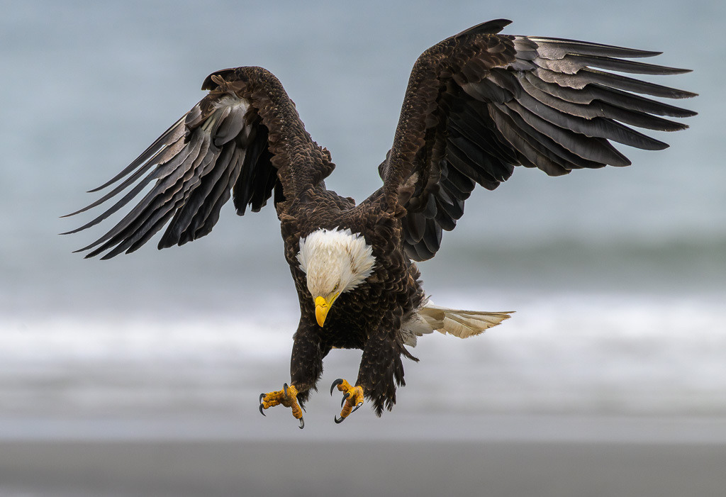 Alaska | Anchor Pont. Weißkopfseeadler am Strand. - Realisiert mit Pictrs.com