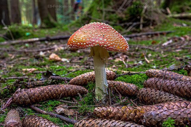 Fliegenpilz im Wald