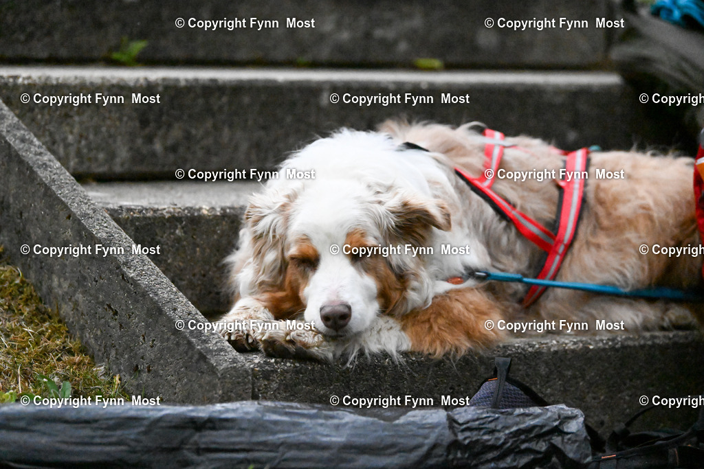 DSC_7877 | Hallo und herzlich Willkommen auf meiner Shop-Seite Fynn Most.

Ich wünsche Dir viel Spaß beim stöbern durch die Bilder, wenn Du Fragen hast oder Bilder vermisst, kannst du mir gerne eine Nachricht schreiben. - Realisiert mit Pictrs.com