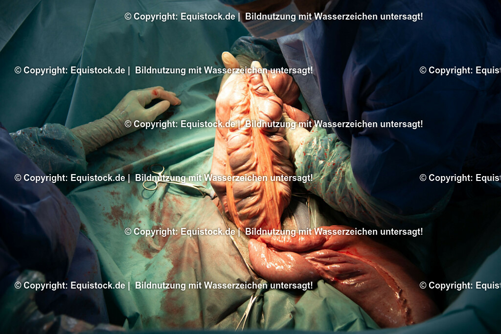 20191022_Kolik_OP_0055 | equistock