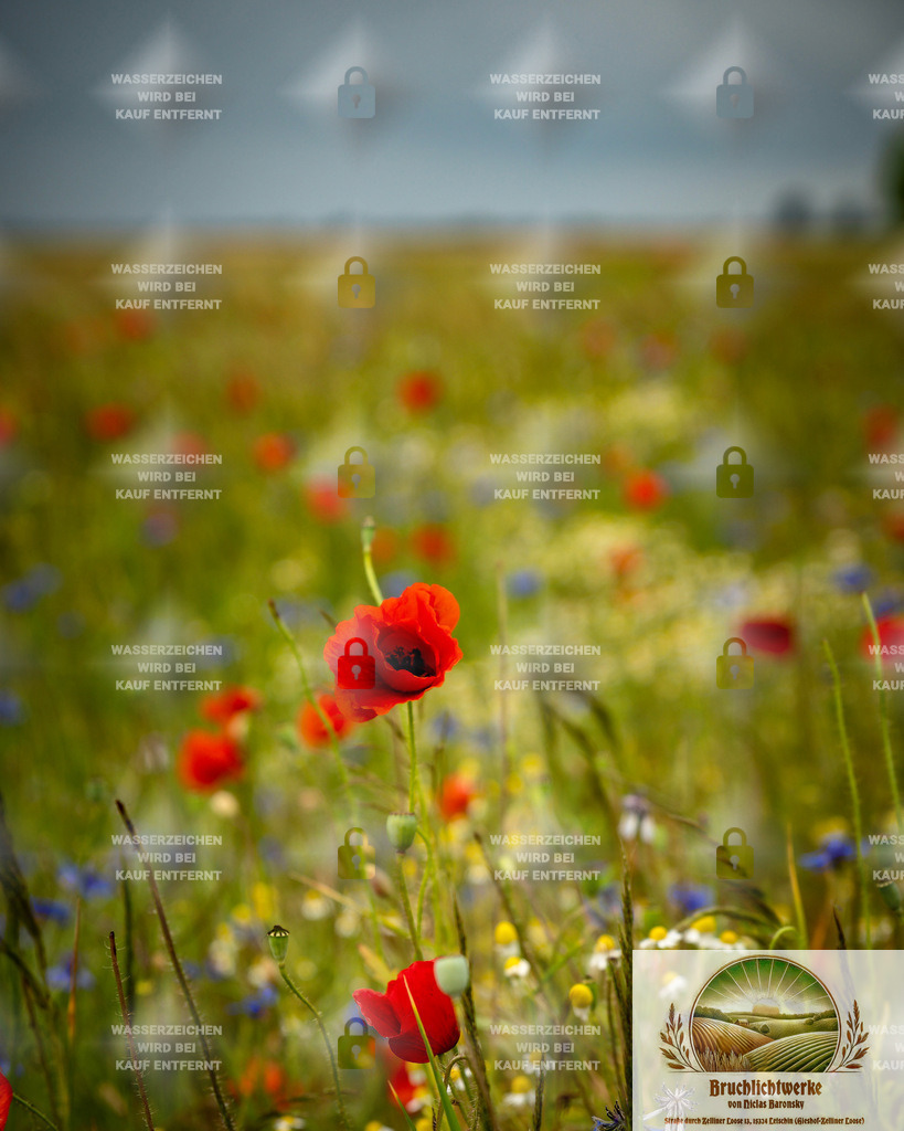 Mohnloos | Landschaftsfotografie aus dem Oderbruch: Fine-Art-Prints im Shop, Fotoworkshops und ausgewählte Hochzeiten in Märkisch-Oderland & Oder-Spree.