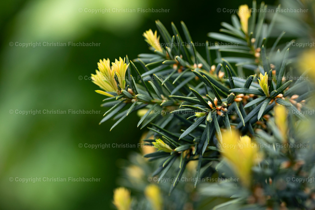 Fotos_Copyright_Chri_Fischbacher_Druck-374 | Bildershop Chri Fischbacher - Realisiert mit Pictrs.com