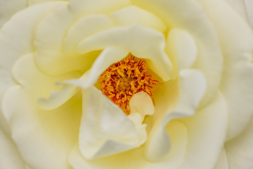 teehybride-via-mala-vb | Entdecken Sie hochwertige Kunstdrucke im Online-Shop von Rainer Plett. Die Fotografien umfassen norddeutsche Landschaften, Blumen, Tiere, Natur und Sehenswürdigkeiten. Erfreuen Sie sich an auserlesenen Motiven aus Schleswig-Holstein und Hamburg. - Realisiert mit Pictrs.com