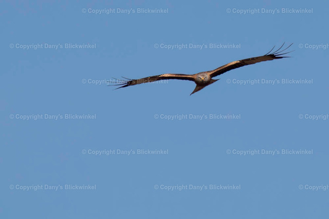 20173 | Tierfotografie, Tierkalender, Tierbilder, Insekten, Spinnen, Vögel, Schmetterling, Libellen, Leinwand, Colorkey, Qualität, Geschenkartikel, Geschenk - Realisiert mit Pictrs.com