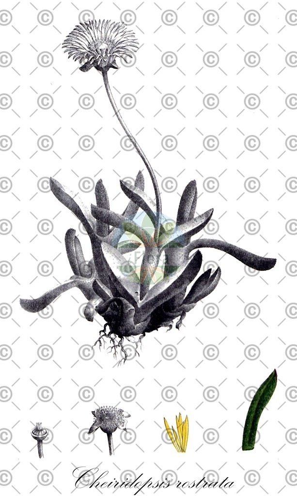 HistAbb_EMP_7521763_1_SIMPLE | Historische Abbildung von Cheiridopsis rostrata - Aizoaceae | Historical Illustration of Cheiridopsis rostrata - Aizoaceae