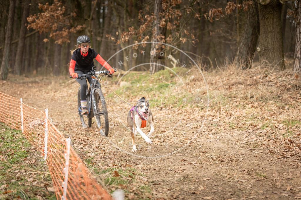 Pfotenfotografie_DV3A3131 | Hundefotografie, Tierfotograf, Pfotenfotografie, Fotoshooting Hund, Hunde Portrait, Hundesport, Hundeportraits, Heideshooting, Hunde, Sportfotograf, Hundefotograf, Turnierhundsport, THS,  - Realisiert mit Pictrs.com