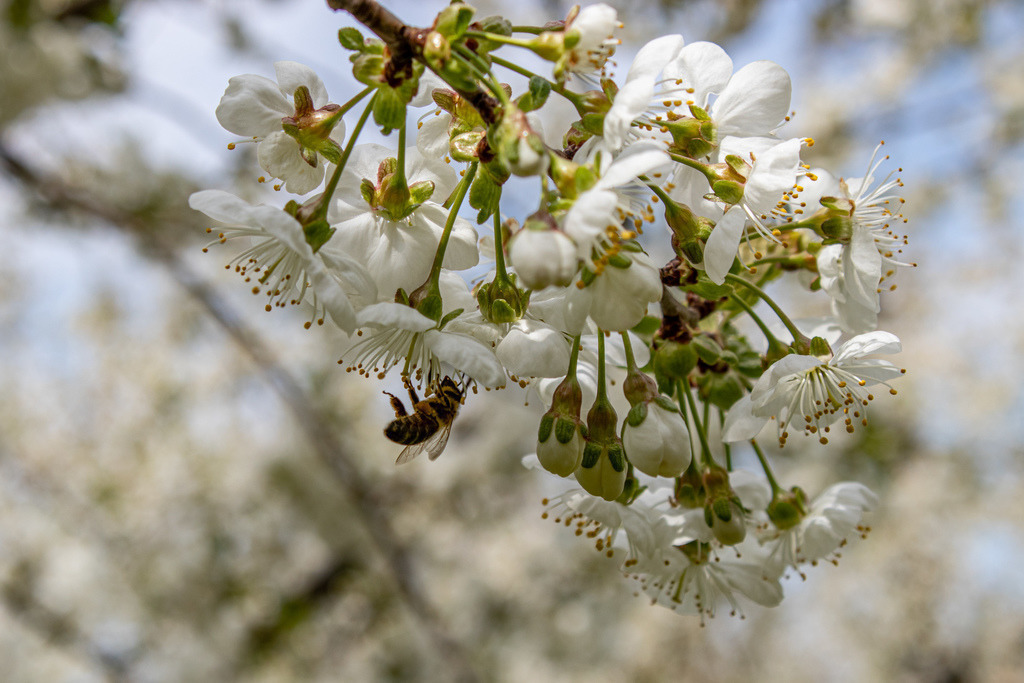 Kirschblüte | Sie suchen ein Bild für Ihr Büro/Ihre Wohnung oder ein Fotogeschenk? So geht's: 
1.) Lieblingsbild auswählen
2.) Wunschprodukt (Leinwand, Alu-Dibond, Acryl, Fotogeschenk) auswählen. - Realisiert mit Pictrs.com
