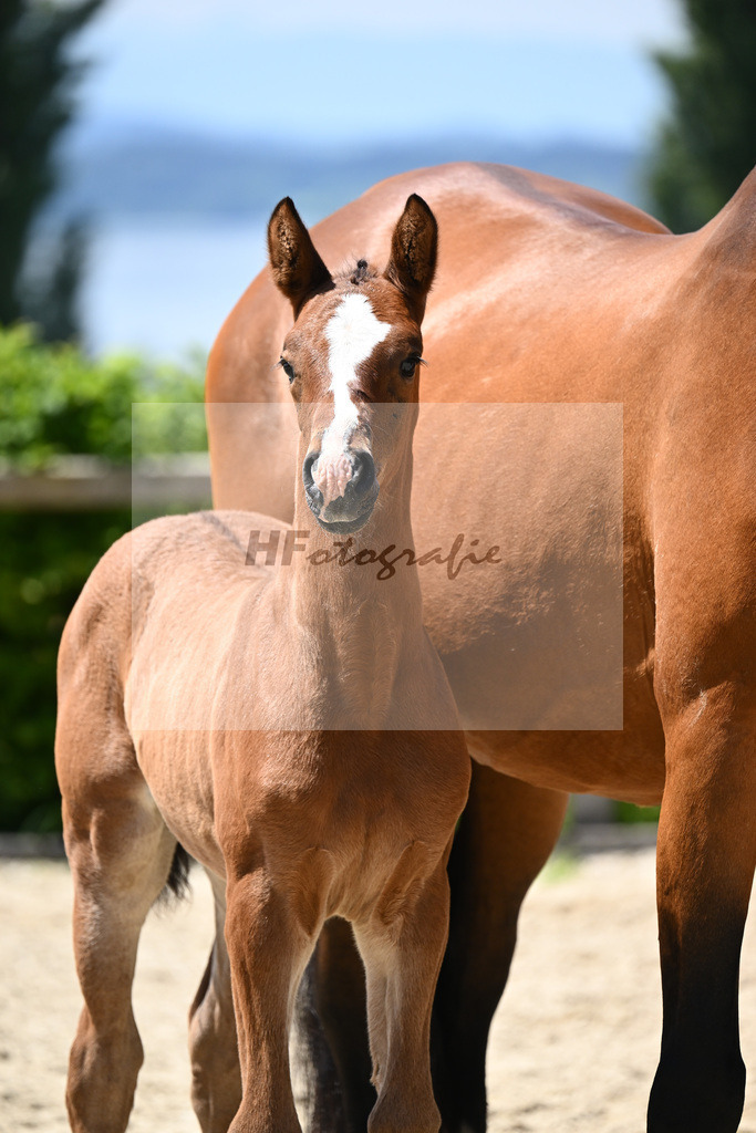 Quel Mexx x Araconit_SF_Mayer_19240492 | hf-fotografie - Realisiert mit Pictrs.com
