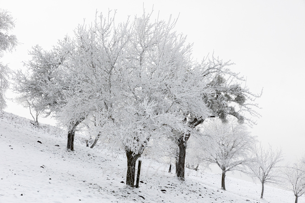 Franzenreith Frost  | Ihre Fotografin im Lungau, ihre Fotografin im Mostviertel, Wandbilder Onlineshop, Imagefotos für Ihr Unternehmen,  - Realisiert mit Pictrs.com