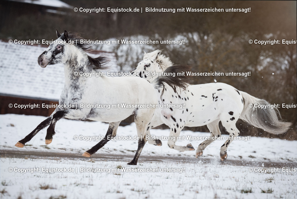 20150209_Knabstrupper_im_Schnee_0007 | equistock