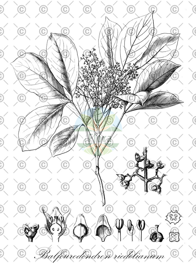 HistAbb_wfo-0000314537_1_ENZY_Simple | Historische Abbildung von Balfourodendron riedelianum - Rutaceae | Historical Illustration of Balfourodendron riedelianum - Rutaceae