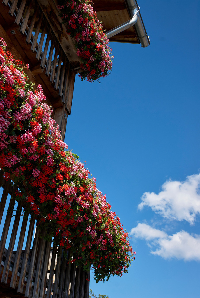 Blumenschmuck am Balkon | Fraxern, Austria - August 09, 2010: Blumenschmuck am Balkon. - Realisiert mit Pictrs.com