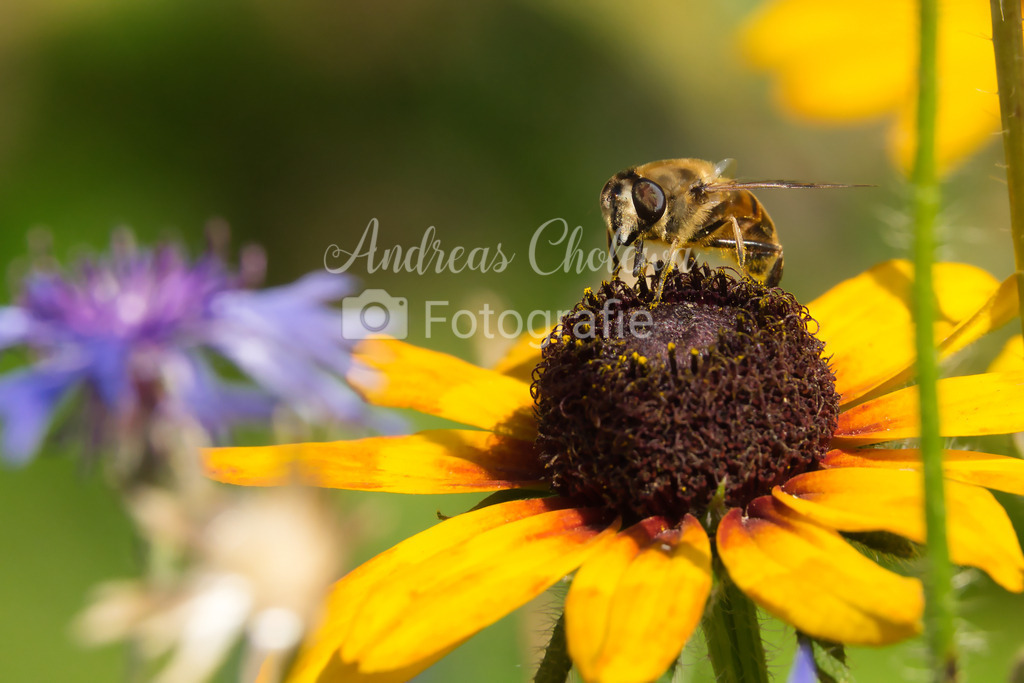 Picknick auf dem Sonnenhut | Eine Mistbiene auf dem Sonnenhut - Realisiert mit Pictrs.com