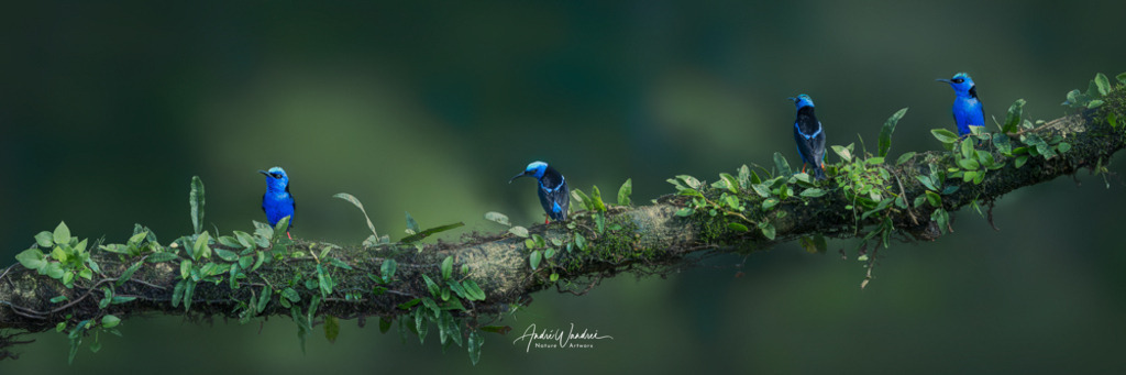 Türkisnaschvögel (3:1 Panorama) | Andre Wandrei - Nature Artworx - Realisiert mit Pictrs.com