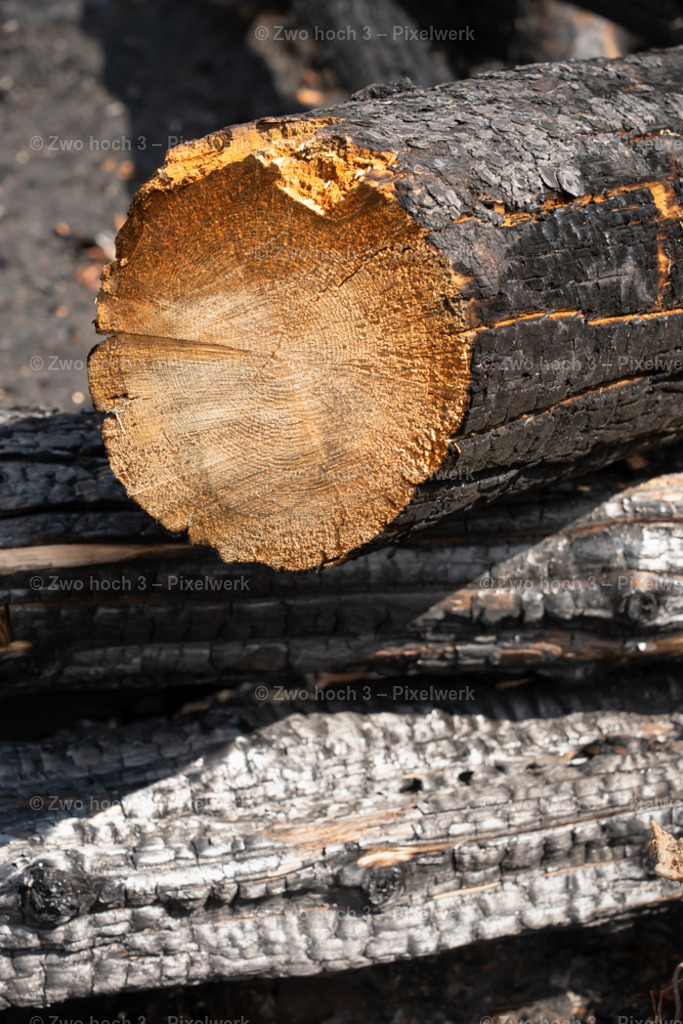 Rosssteig_Nahe_Katzenstein_Waldbrand_Baumstamm_Struktur | 2022-08-30_Waldbrandgebiete_1 - Realisiert mit Pictrs.com