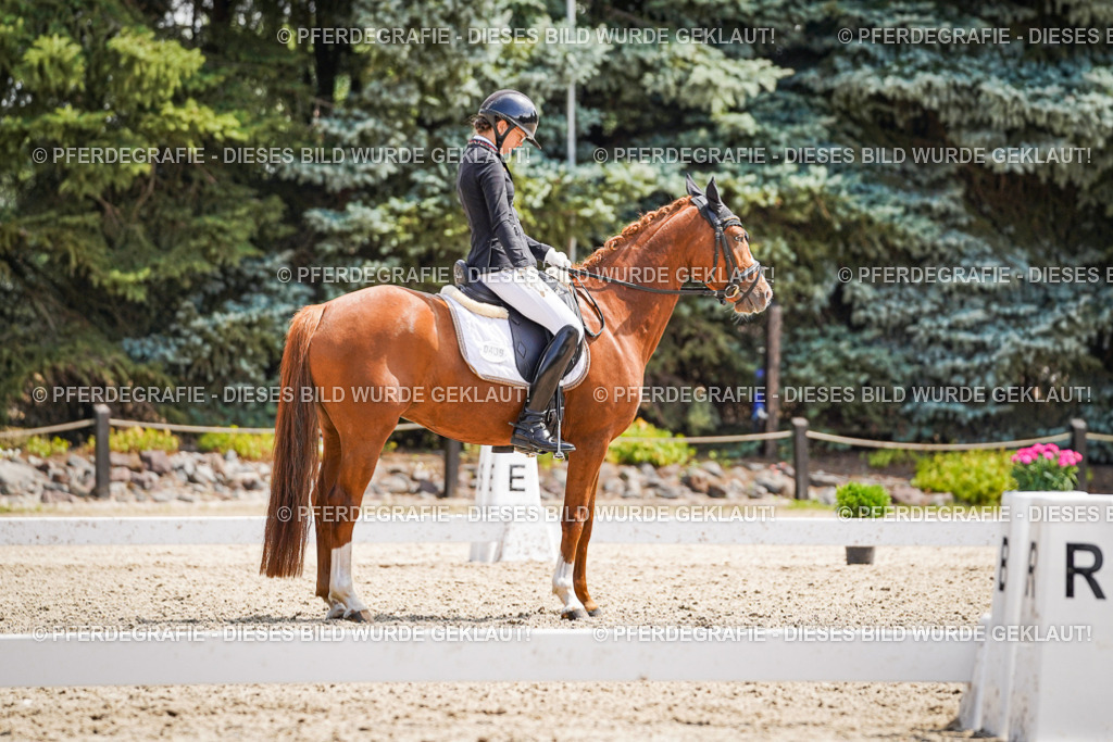 DSC00707 | Pferdegrafie