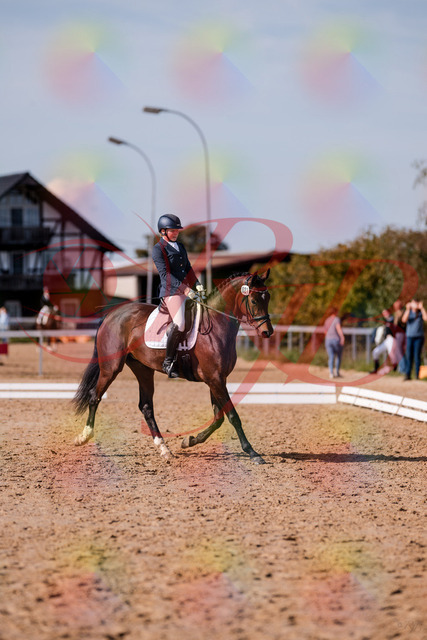 2026_10_03_Siefer-Hof_125732_Z81_45946735 | Professionelle Reitsport-, Turnier- und Eventfotografie von Robert Broda. Galerien mit ausgewählten und bearbeiteten Bildern direkt online ansehen und bestellen.