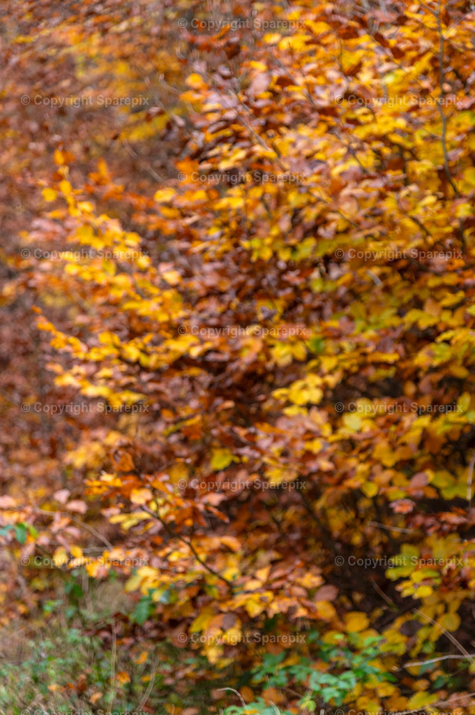 CRO_Autumn_Forest70_Bokeh | sparepix - Realisiert mit Pictrs.com