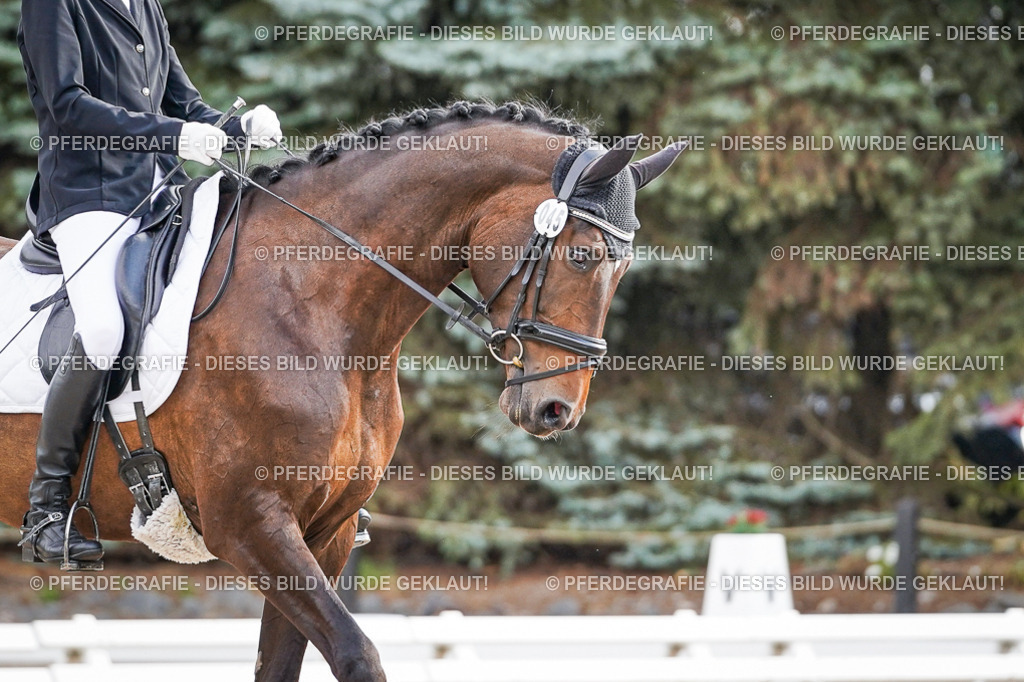 DSC00808 | Pferdegrafie