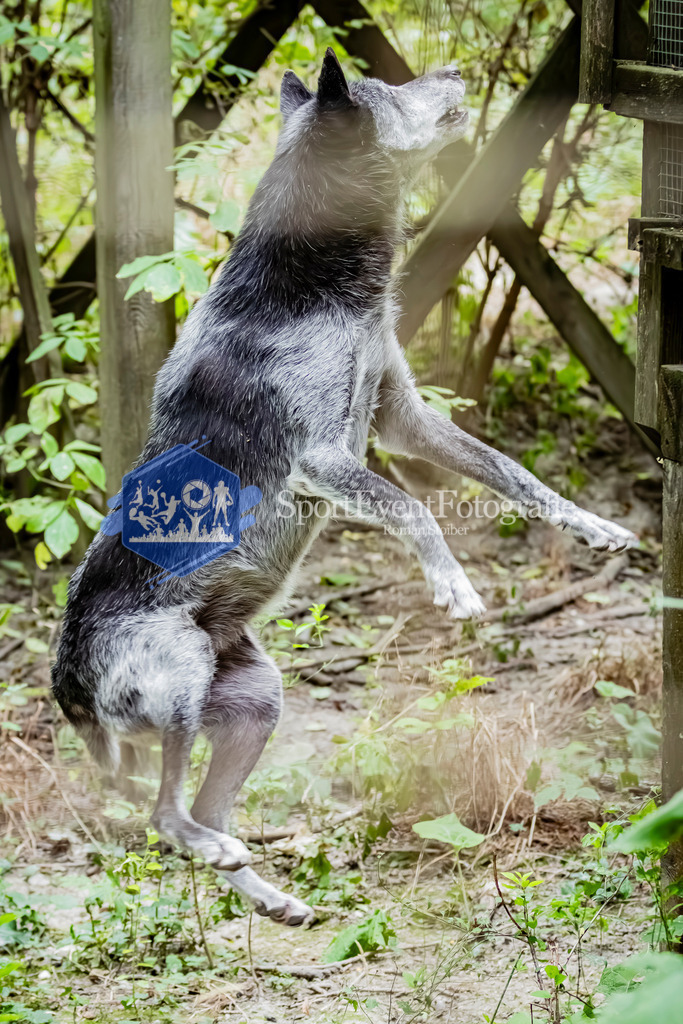 IMG_3838 | SportEventFotografie - Roman Stoiber