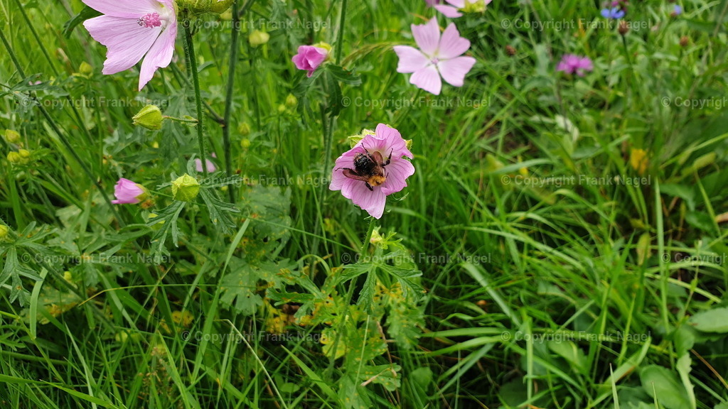 Moschusmalve mit Ackerhummel | Die Blüten der Moschusmalve sind eine wichtige Nahrungsquelle für Bienen und andere bestäubende Insekten. Ackerhummeln sind Pflanzenbestäuber und ernähren sich von Nektar und Pollen von verschiedenen Blütenpflanzen. Sie sind wichtige Bestäuber für viele Nutzpflanzen. Ackerhummeln sind Pflanzenbestäuber und ernähren sich von Nektar und Pollen von verschiedenen Blütenpflanzen. Sie sind wichtige Bestäuber für viele Nutzpflanzen. - Realisiert mit Pictrs.com