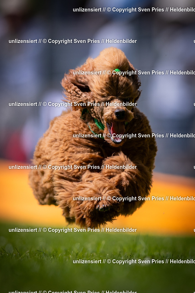 Sven Pries | 2025-08-10 - Hunderennen Durlach - Realisiert mit Pictrs.com