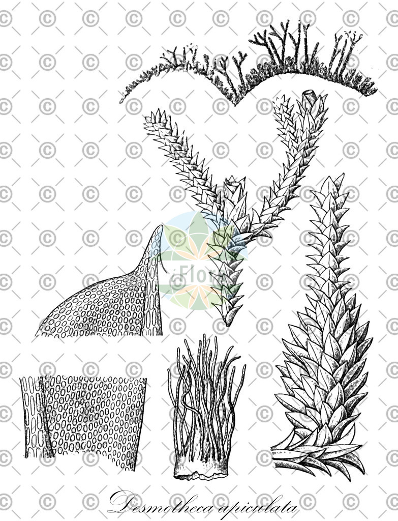 HistAbb_wfo-0000386472_1_ENZY_Simple | Historische Abbildung von Desmotheca apiculata - Orthotrichaceae | Historical Illustration of Desmotheca apiculata - Orthotrichaceae