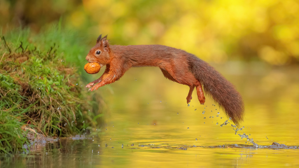 Wandbild - Eichhörnchens großer Sprung | Dieses Bild zeigt ein lebhaftes rotes Eichhörnchen (Sciurus vulgaris), das gerade einen beeindruckenden Sprung über eine Wasserstelle macht. Das Eichhörnchen hält eine große Walnuss fest im Mund und scheint sich mit einer eleganten Bewegung vom grasbewachsenen Ufer abzustoßen. Im Hintergrund schimmert das Licht in warmen Gelb- und Grüntönen, was die herbstliche Atmosphäre und die natürliche Schönheit der Szene verstärkt. Kleine Wassertröpfchen fliegen von den Hinterbeinen des Eichhörnchens ab und zeigen die Dynamik dieses Moments. Dieses Bild fängt die Energie und Geschicklichkeit des Eichhörnchens perfekt ein.
