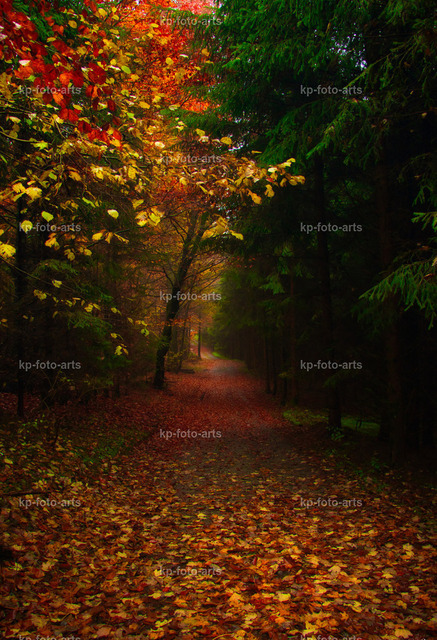 Herbstwald-Bad Waldsee-2 | kp-photogasse.de - Realisiert mit Pictrs.com