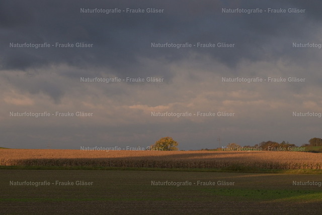 Herbst in Bornum (5) | Naturfotografie Frauke Gläser - Realisiert mit Pictrs.com