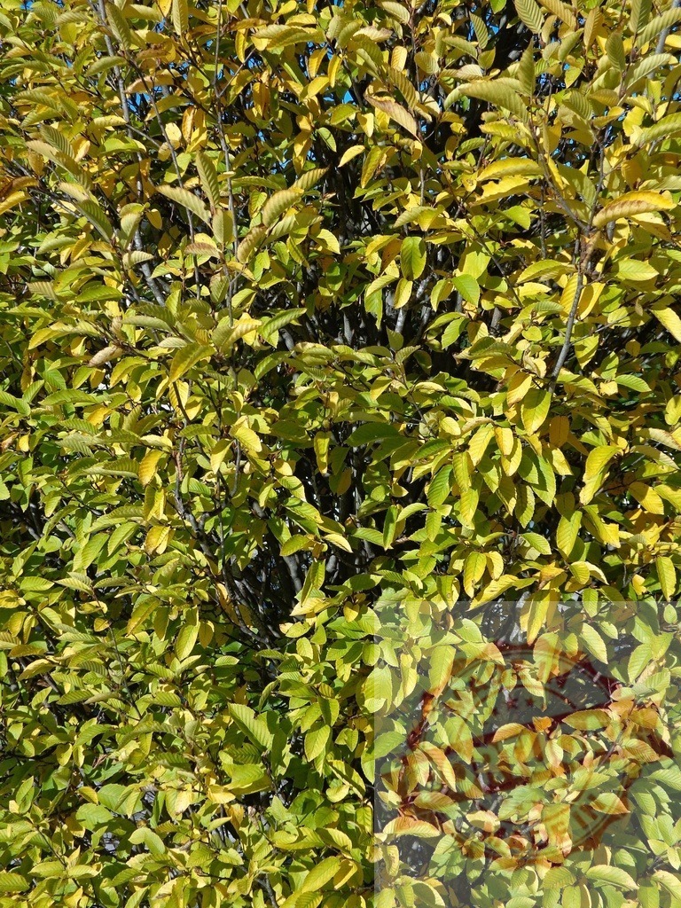 Green yellow autumn tree leaves growing | Tree foliage showing autumn colors in bright sunlight, creating a natural background - Realisiert mit Pictrs.com
