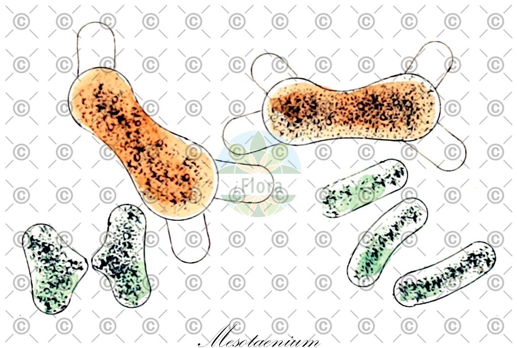 HistAbb_wfo-1000001501_1_ENZY_Simple | Historische Abbildung von Mesotaenium - Mesotaeniaceae (0) | Historical Illustration of Mesotaenium - Mesotaeniaceae (0)