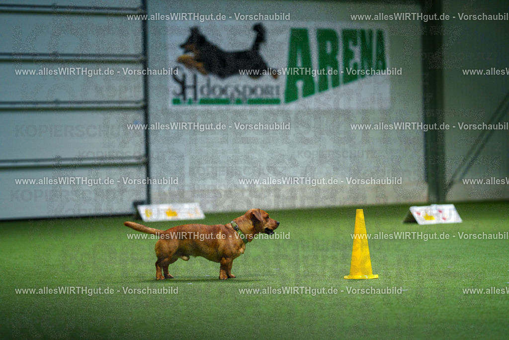 7R507169 | Professionelle Tierfotografie in Mönchengladbach von Daniel Wirth (allesWIRTHgut). Liebevolle & natürliche Bilder von Hunden & Katzen für unvergessliche Erinnerungen.