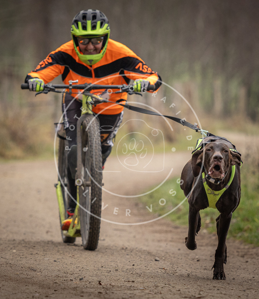 Pfotenfotografie_DV3A2192 | Hundefotografie, Tierfotograf, Pfotenfotografie, Fotoshooting Hund, Hunde Portrait, Hundesport, Hundeportraits, Heideshooting, Hunde, Sportfotograf, Hundefotograf, Turnierhundsport, THS,  - Realisiert mit Pictrs.com