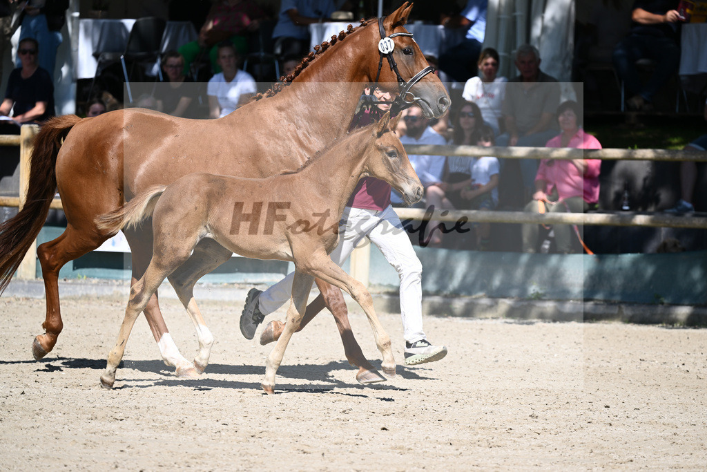 Praesentation Auktionsfohlen_36230148 | hf-fotografie - Realisiert mit Pictrs.com