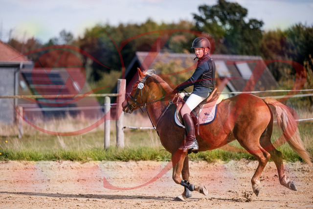 2026_10_03_Siefer-Hof_144715_Z81_24104487 | Professionelle Reitsport-, Turnier- und Eventfotografie von Robert Broda. Galerien mit ausgewählten und bearbeiteten Bildern direkt online ansehen und bestellen.