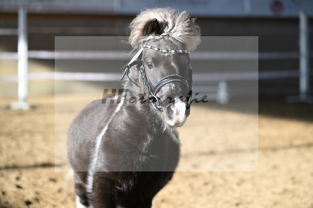 Kat-Nr. 11 SDH Bowies Painted Silver v. Rose Dancing Toreador_Gossing_49250436 | hf-fotografie - Realisiert mit Pictrs.com