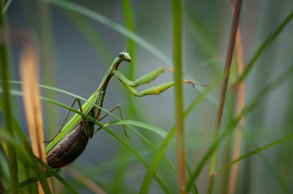 DSC_3119 | kaefersammler_roy - Realisiert mit Pictrs.com