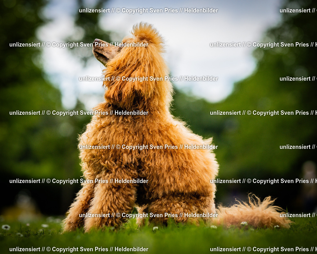 Sven Pries | 2025-05-29 - Pudelrennen KA-Durlach - Realisiert mit Pictrs.com