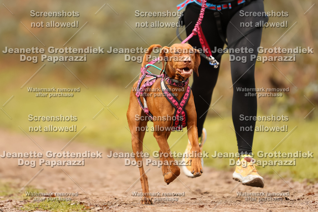 Dog Paparazzi - Speedhunter Mannheim  2025-290 | Dog Paparazzi Jeanette Grottendiek Fotografie & Videografie