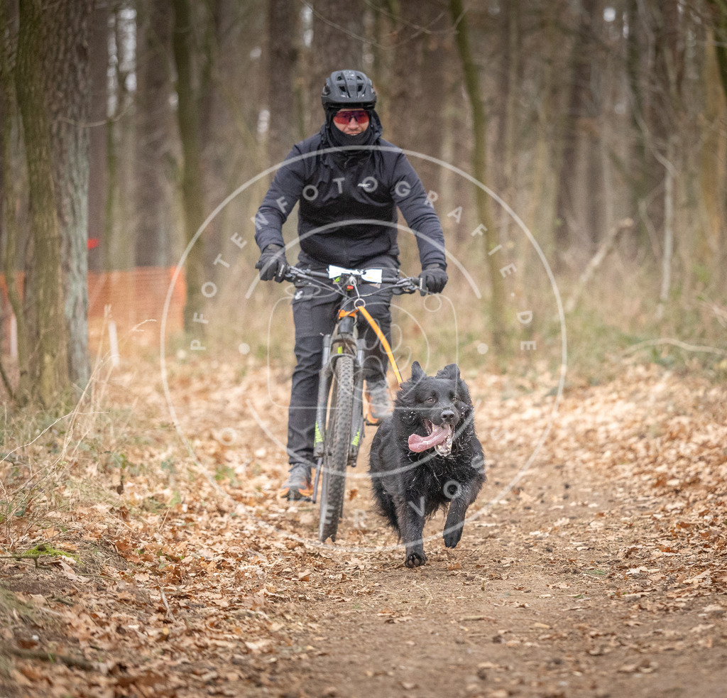 Pfotenfotografie_DV3A6386 | Hundefotografie, Tierfotograf, Pfotenfotografie, Fotoshooting Hund, Hunde Portrait, Hundesport, Hundeportraits, Heideshooting, Hunde, Sportfotograf, Hundefotograf, Turnierhundsport, THS,  - Realisiert mit Pictrs.com
