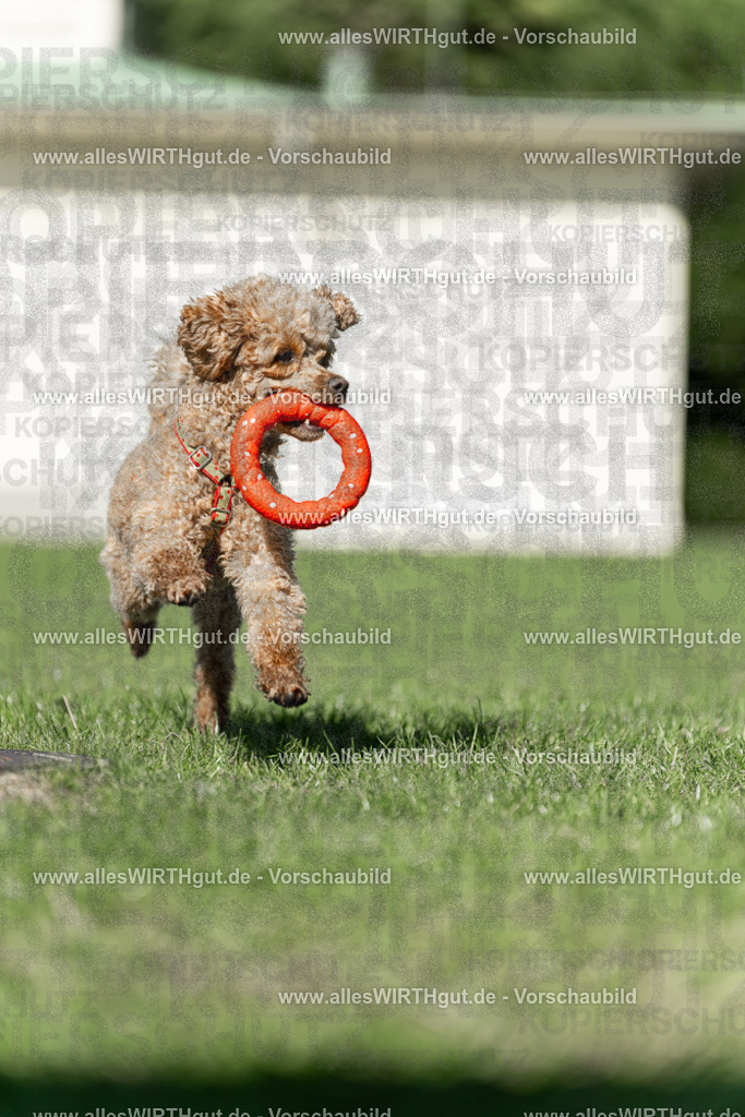Hundeschwimmen_Volksbad_2026-allesWIRTHgut_Tierfotografie-2609061108-101825-7R509409 | Professionelle Tierfotografie in Mönchengladbach von Daniel Wirth (allesWIRTHgut). Liebevolle & natürliche Bilder von Hunden & Katzen für unvergessliche Erinnerungen.